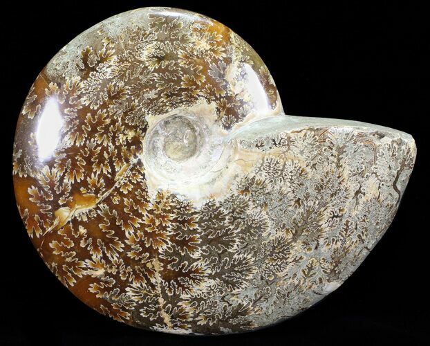 Polished, Agatized Ammonite (Cleoniceras) - Madagascar #60750